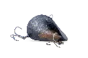 5786844686.webp
