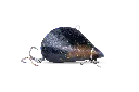 5786696454.webp